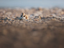 Load image into Gallery viewer, 2025 Wildlife Calendar
