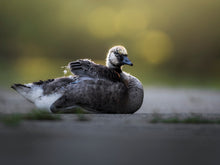 Load image into Gallery viewer, 2025 Wildlife Calendar
