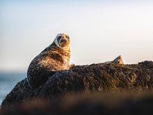 Load image into Gallery viewer, 2025 Wildlife Calendar
