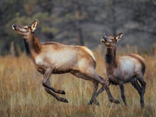 Load image into Gallery viewer, 2025 Wildlife Calendar
