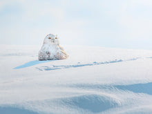 Load image into Gallery viewer, 2025 Wildlife Calendar
